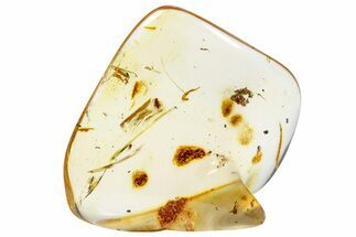 Polished Colombian Copal ( g) - Contains Flies and a Mite! #286968