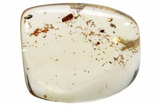 Polished Colombian Copal ( g) - Contains Two Spiders! #286976
