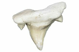 Pathological Otodus Shark Tooth - Morocco #289578
