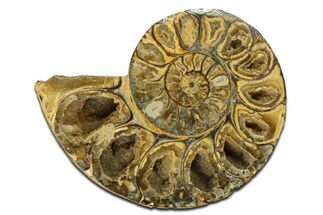 Jurassic Cut & Polished Ammonite Fossil (Half) - Madagascar #289260