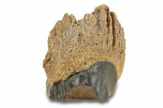 Fossil Dinosaur (Triceratops) Shed Tooth - Wyoming #289148