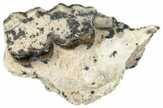 Fossil Horse (Mesohippus) Jaw Section - South Dakota #289564