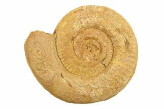 Jurassic Ammonite (Hildoceras?) Fossil - Morocco #289722