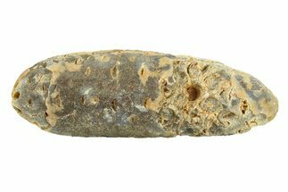 Fossil Seed Cone (Or Aggregate Fruit) - Morocco #288763