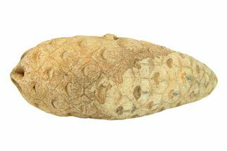 Fossil Seed Cone (Or Aggregate Fruit) - Morocco #288768