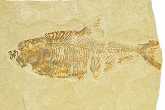 Bargain, Fossil Fish (Diplomystus) - Wyoming #289900