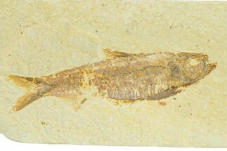 Detailed Fossil Fish (Knightia) - Wyoming #289906