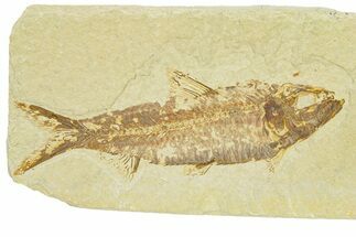 Detailed Fossil Fish (Knightia) - Wyoming #289908