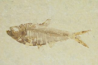Detailed Fossil Fish (Diplomystus) - Wyoming #289935