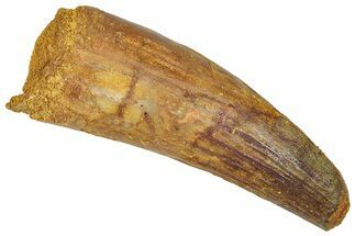 Robust Fossil Spinosaurus Tooth - Feeding Worn Tip #289773