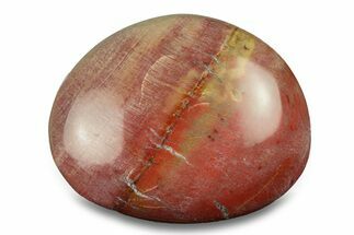 Polished Triassic Petrified Wood Palm Stone - Madagascar #289769