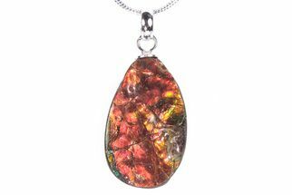 Brilliant Ammolite Pendant (Necklace) - Alberta, Canada #290135