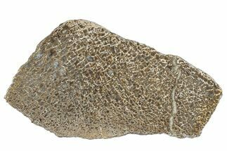 Polished Dinosaur Bone (Gembone) Slab - Morocco #290285