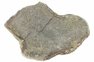 Polished Dinosaur Bone (Gembone) Slab - Morocco #290287