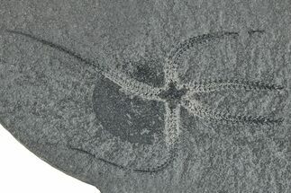 Ordovician Brittle Star (Ophiura) - Morocco #290602