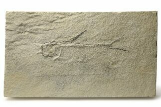 - Long, Unprepared Fossil Fish (Knightia) - Wyoming #290671