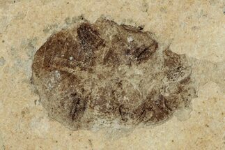 Fossil Beetle (Carabidae) - Bois d’Asson, France #290732