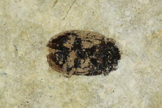 Fossil Beetle (Carabidae) - Bois d’Asson, France #290739