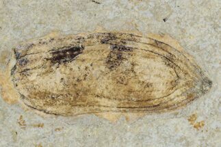 Fossil Beetle (Carabidae) Elytron - Bois d’Asson, France #290741
