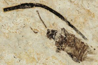Fossil Beetle (Caosoma?) - Bois d’Asson, France #290744