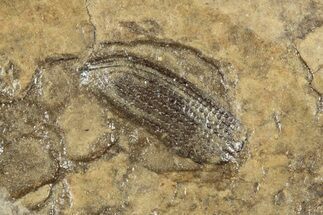 Fossil True Weevil (Curculionidae) Elytron- Mort d'Imbert, France #290745