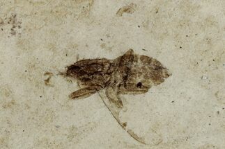 Detailed Fossil Marsh Fly (Tetanocera) - Cereste, France #290763