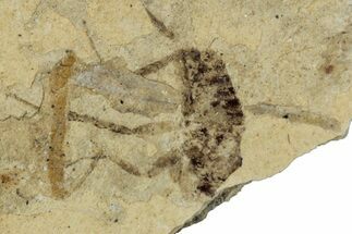 Two Detailed Fossil Marsh Flies (Tetanocera) - Cereste, France #290769
