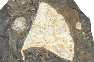 Paleocene Fossil Ginkgo Leaf with Winged Walnut - North Dakota #290845