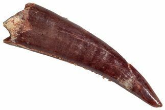 Fossil Fish Fang (Aidachar) - Kem Kem Beds, Morocco #290862