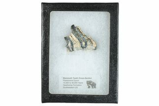Mammoth Molar Slice With Case - South Carolina #291057
