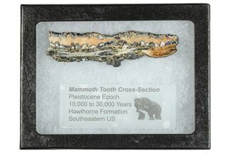 Mammoth Molar Slice With Case - South Carolina #291164