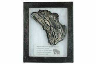Mammoth Molar Slice With Case - South Carolina #291178