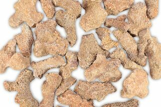 / to / Devonian Fossil Tabulate Coral Pieces #291452