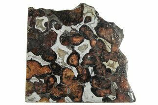 Polished Sericho Pallasite Meteorite ( g) Slice - Kenya #291274