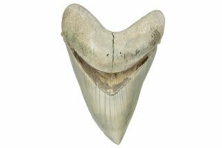 ” Fossil Aurora Megalodon Tooth - Aurora, North Carolina #291726