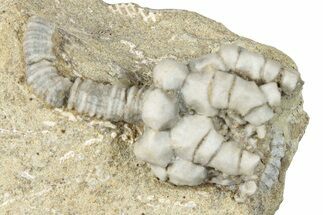 Fossil Crinoid (Decadocrinus) - Crawfordsville, Indiana #291755
