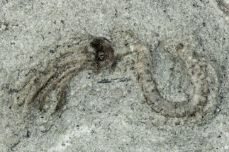 Fossil Crinoid (Camptocrinus) - Crawfordsville, Indiana #291773