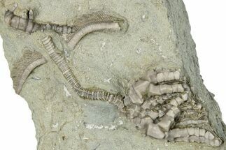 Fossil Crinoid (Aulocrinus) - Crawfordsville, Indiana #291808