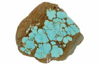 Polished Turquoise Section - Number Mine, Carlin, NV #292300