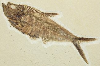 Detailed Fossil Fish (Diplomystus) - Wyoming #292336
