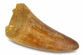 Cretaceous Fossil Crocodylomorph Tooth - Morocco #292242
