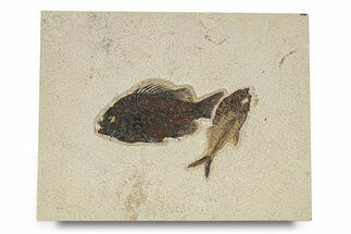 Plate of Two Fossil Fish (Cockerellites & Diplomystus) - Wyoming #292395
