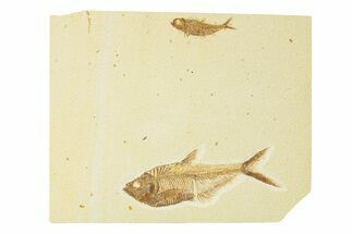 Multiple Fossil Fish Plate (Diplomystus & Knightia) - Wyoming #292358