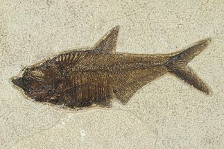 Detailed Fossil Fish (Diplomystus) - Wyoming #292359