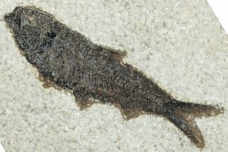 Detailed Fossil Fish (Knightia) - Wyoming #292368