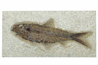 Detailed Fossil Fish (Knightia) - Wyoming #292375