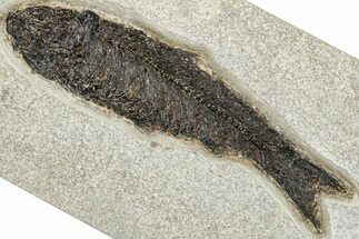 Detailed Fossil Fish (Knightia) - Huge for Species! #292377