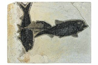 Three Detailed Fossil Fish (Knightia & Diplomystus) - Wyoming #292506