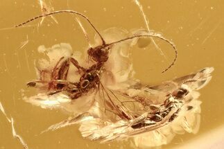 Two Fossil Wasps (Aphidiinae & Chalcidoidea) In Baltic Amber #292410