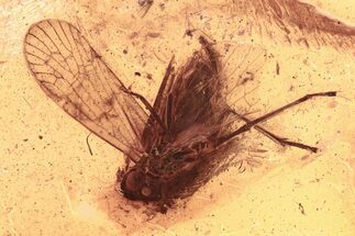 Detailed Fossil Planthopper (Fulgoroidea) In Baltic Amber #292440